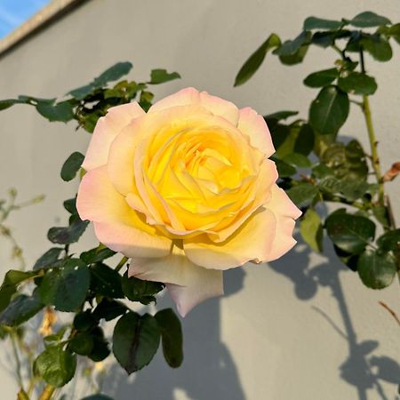 Villa Flores Kavran المظهر الخارجي الصورة